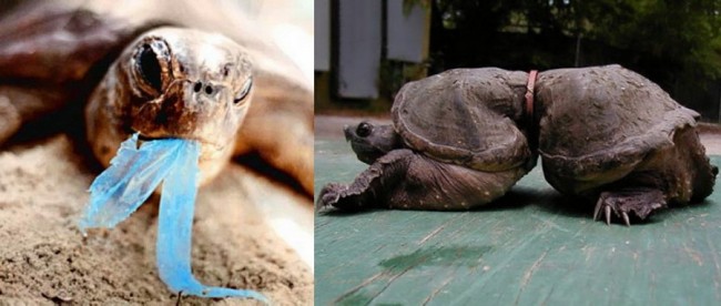 черепаха, в детстве угодившая в пластиковое кольцо и выросшая в нем - vtor-resurs.ru